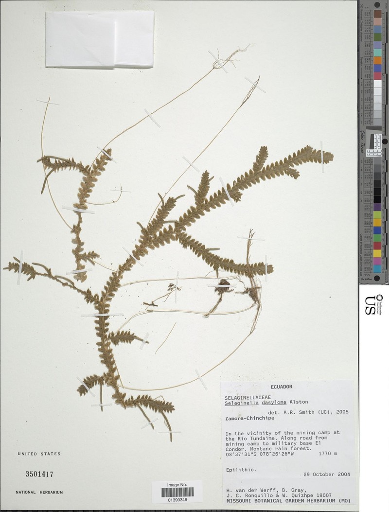 Selaginella dasyloma photo 2