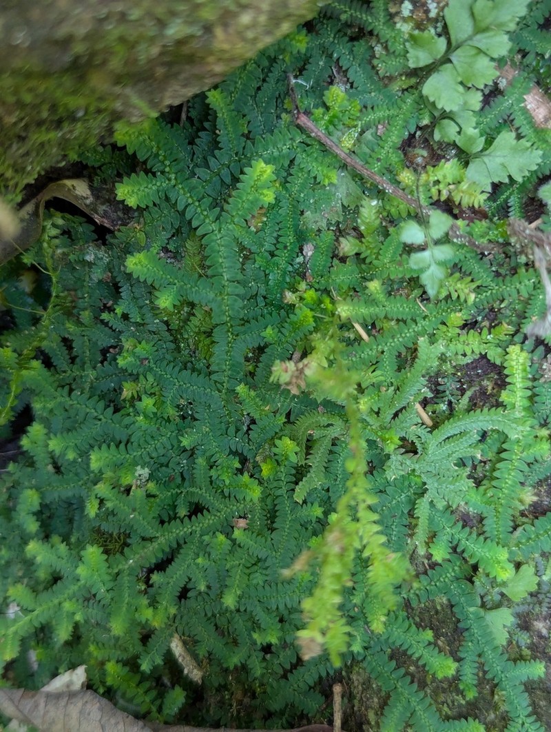 Selaginella davidi
