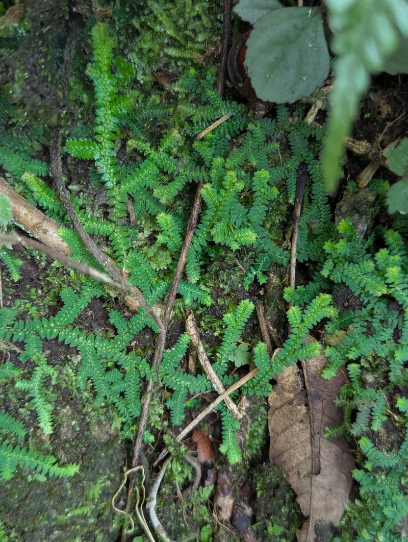 Selaginella davidi photo 2