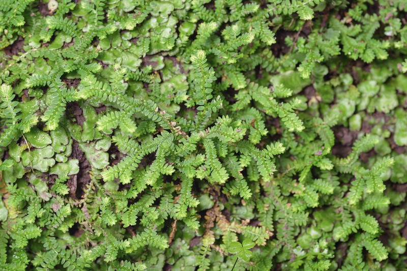 Selaginella davidi photo 3