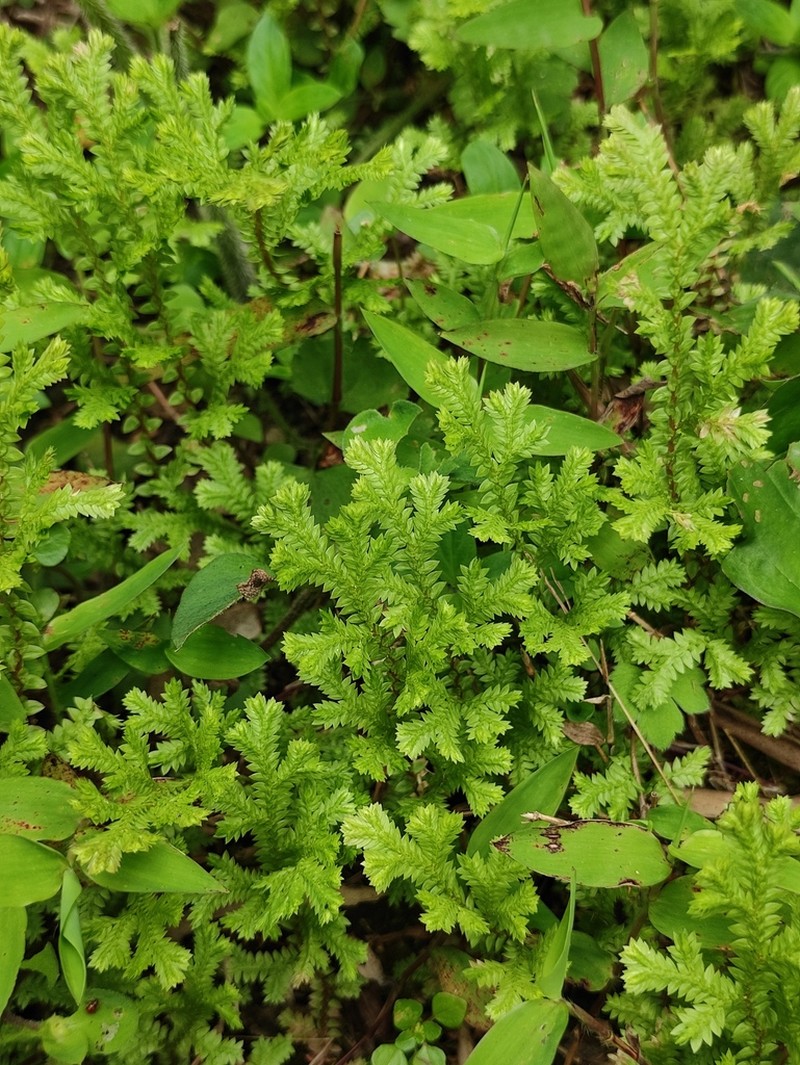Selaginella davidi photo 4