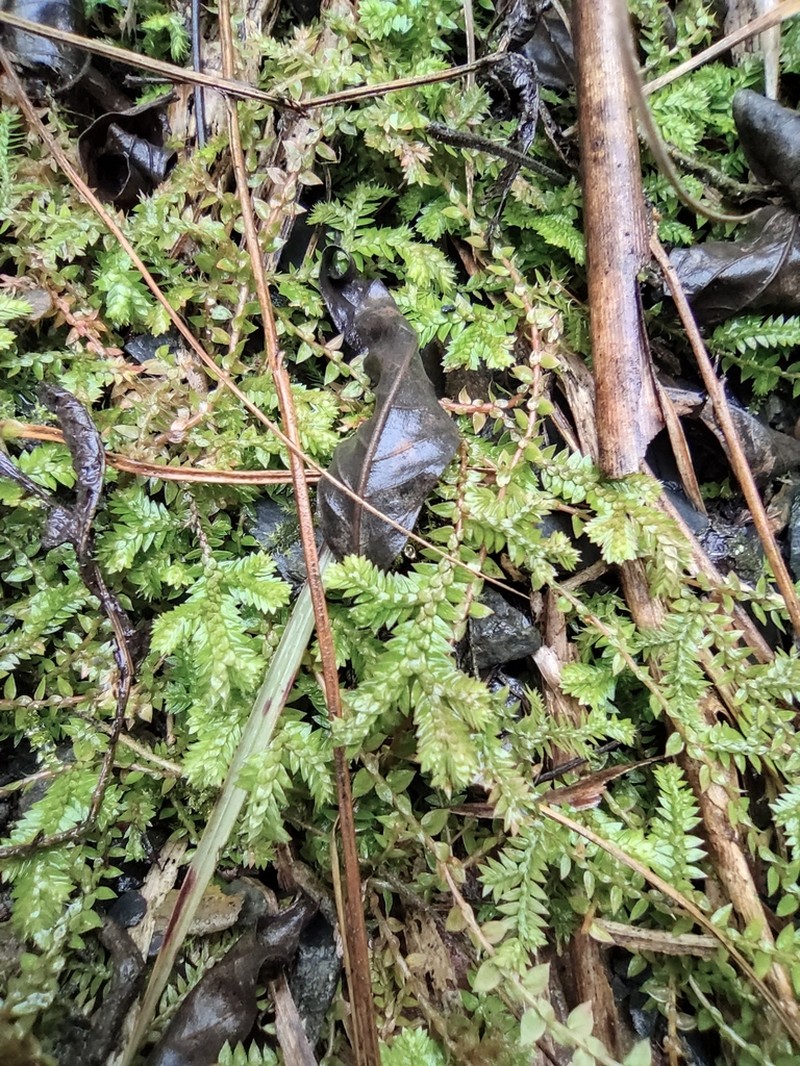 Selaginella davidi photo 5