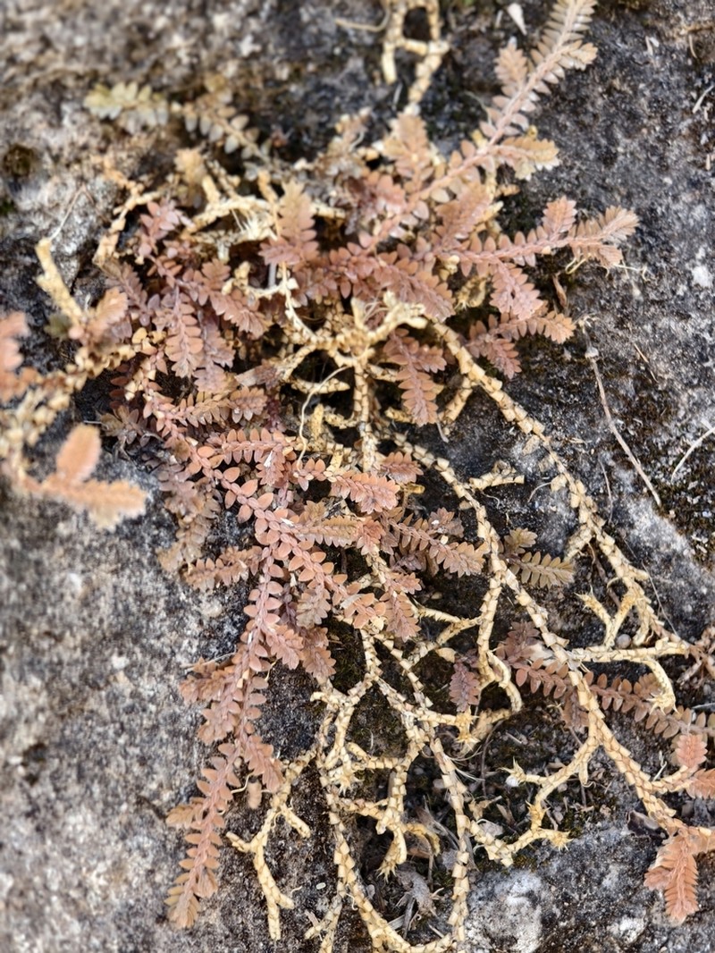 Selaginella davidi photo 6