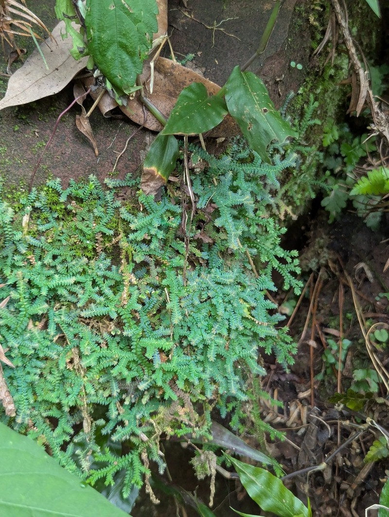 Selaginella davidi photo 7