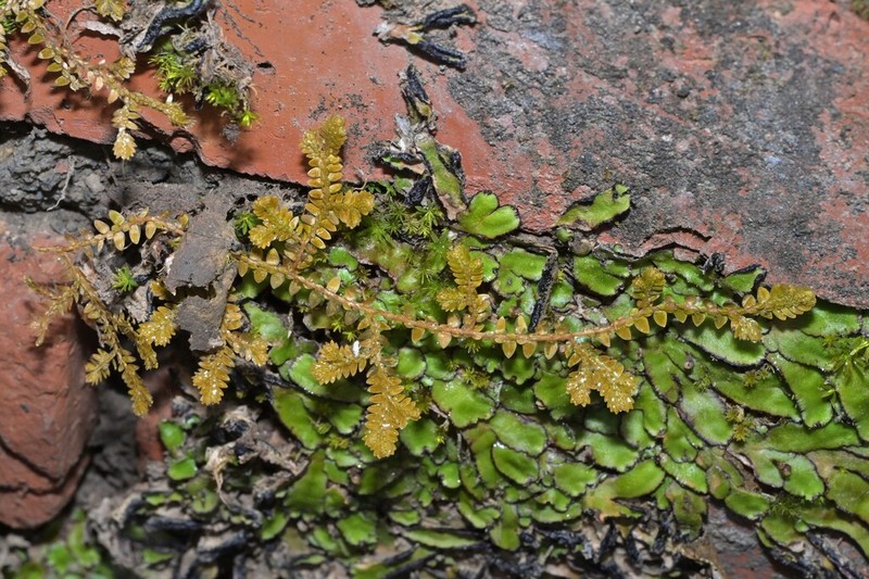 Selaginella davidi photo 8