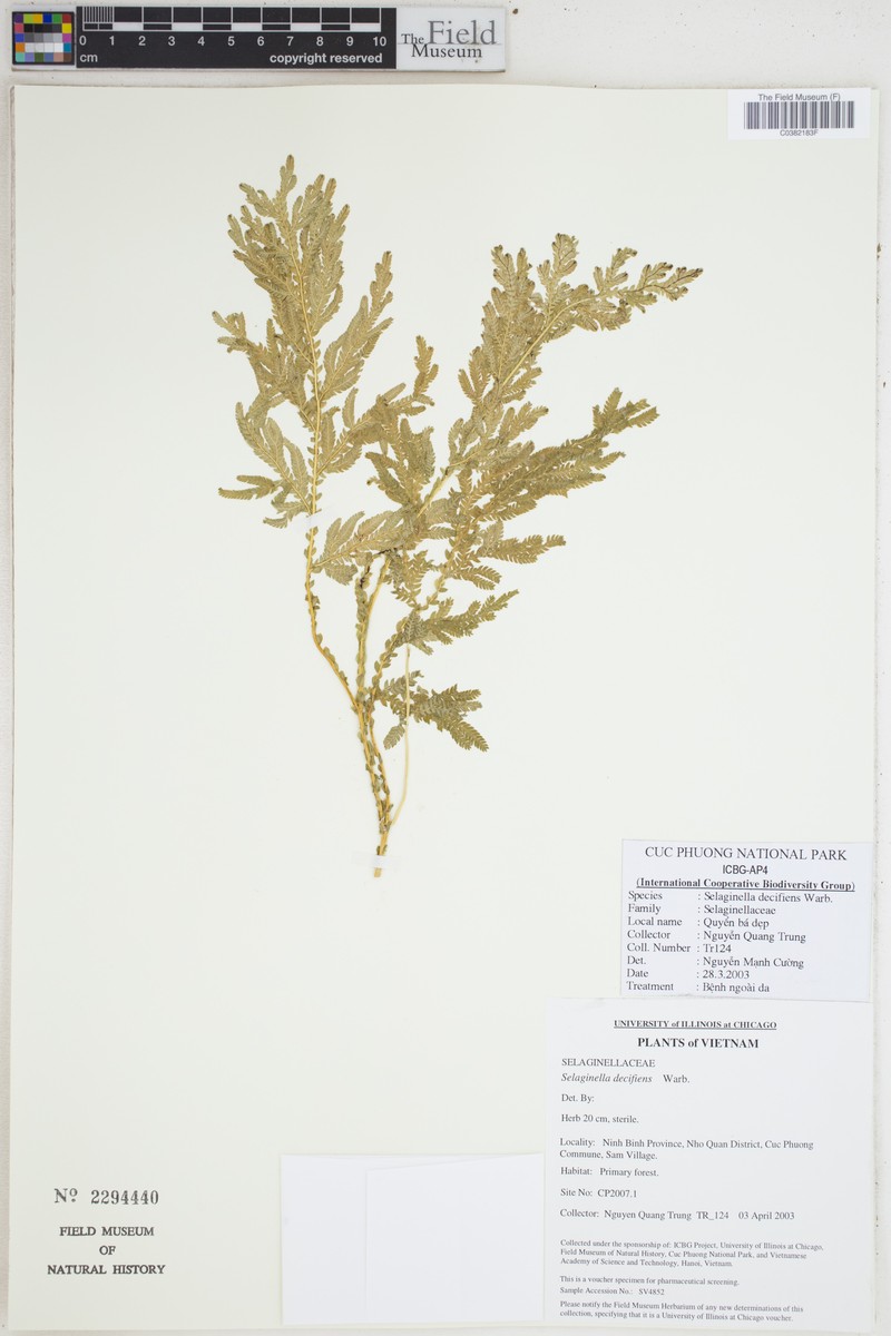 Selaginella decipiens
