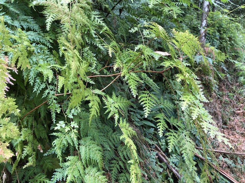 Selaginella decomposita