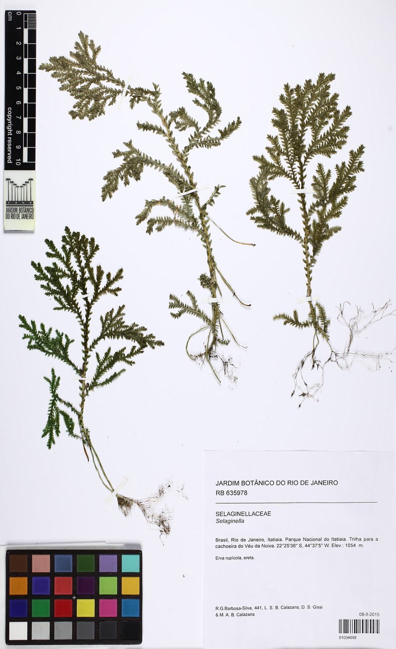 Selaginella decomposita photo 2