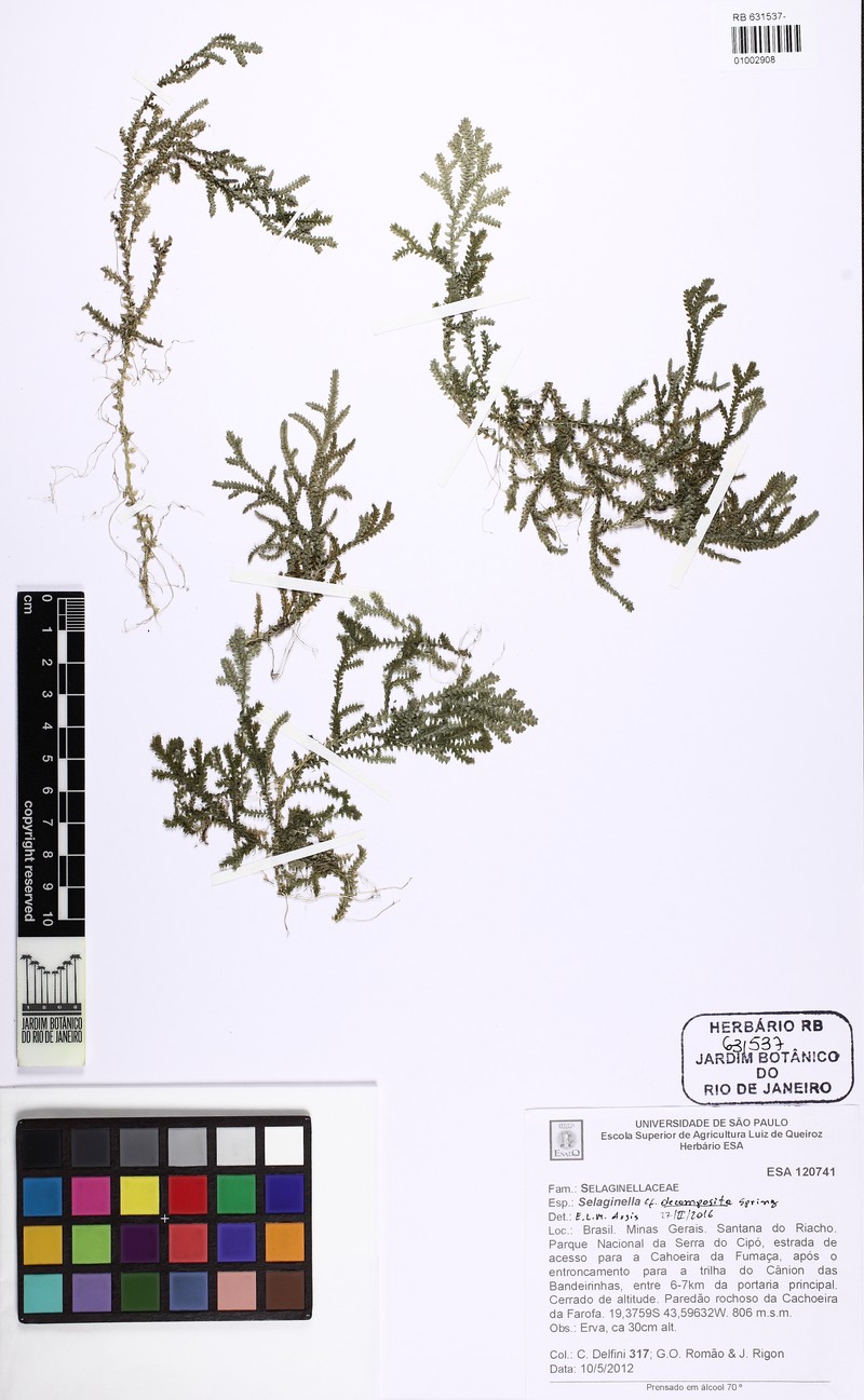 Selaginella decomposita photo 3