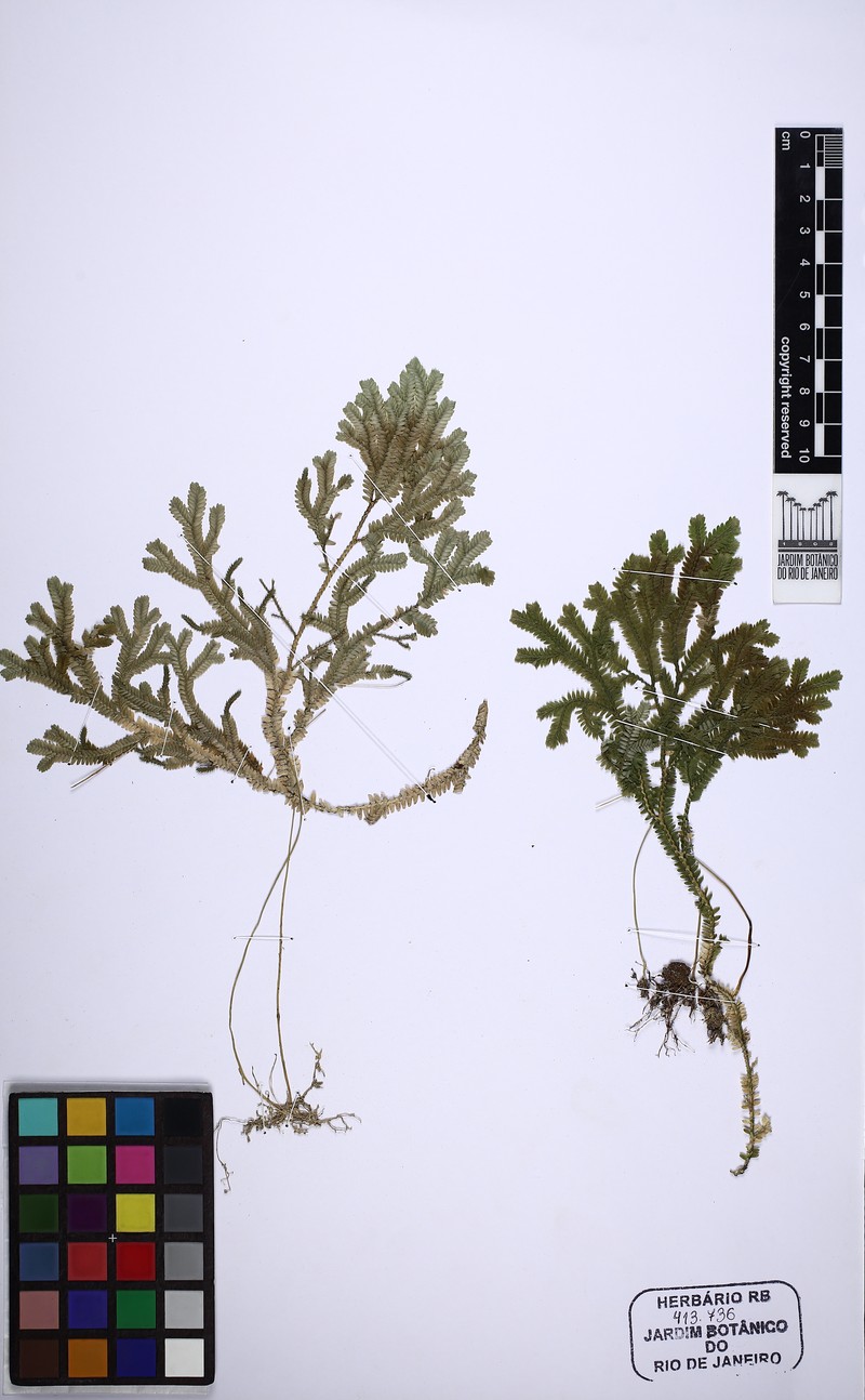 Selaginella decomposita photo 4