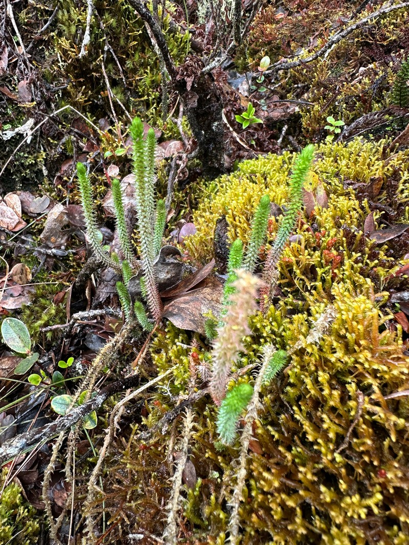 Deflexed Spikemoss photo 3