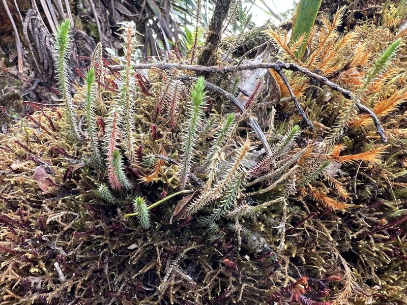 Deflexed Spikemoss photo 4