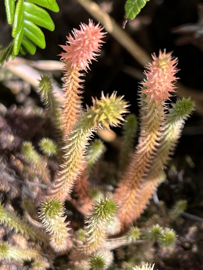 Deflexed Spikemoss photo 5