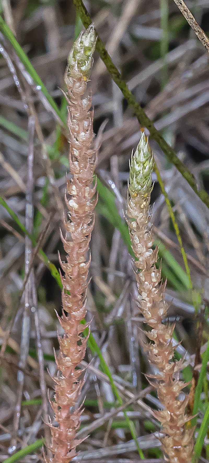 Deflexed Spikemoss photo 6