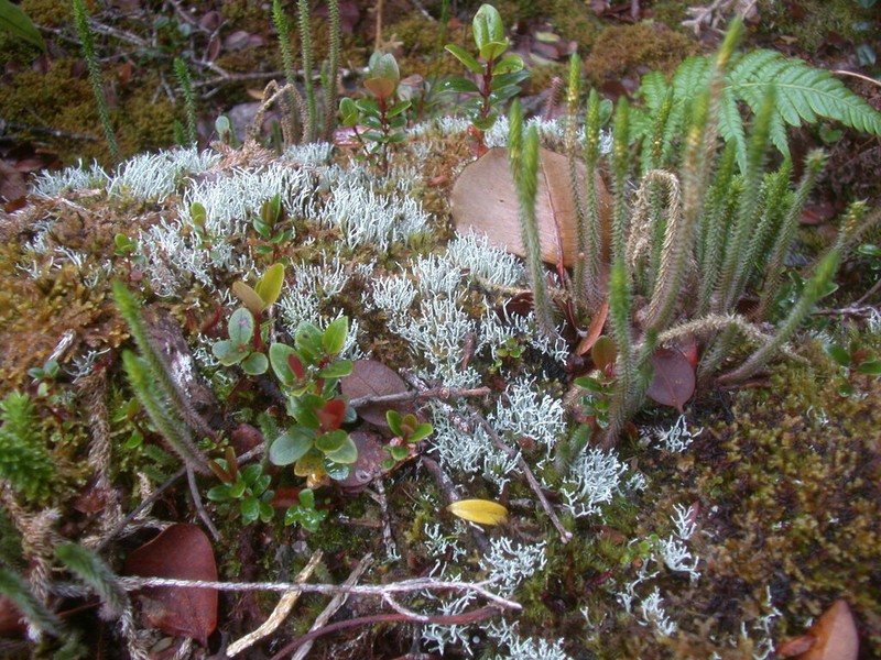 Deflexed Spikemoss photo 7