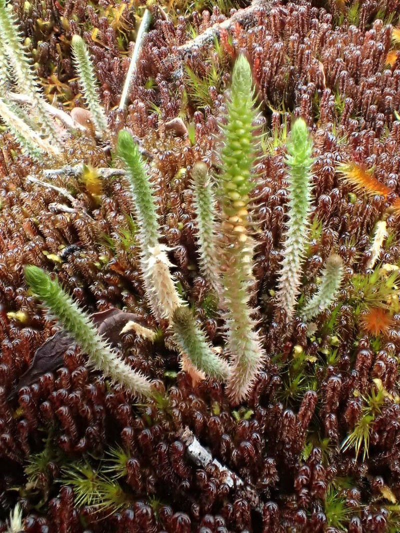 Deflexed Spikemoss photo 8