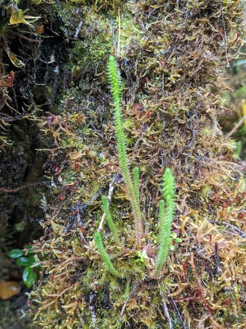 Deflexed Spikemoss