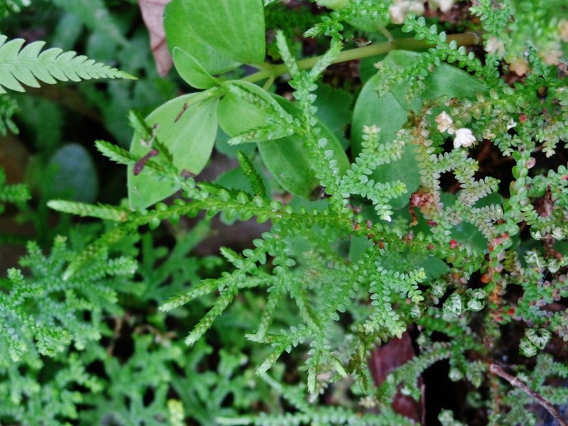 Selaginella delicatissima