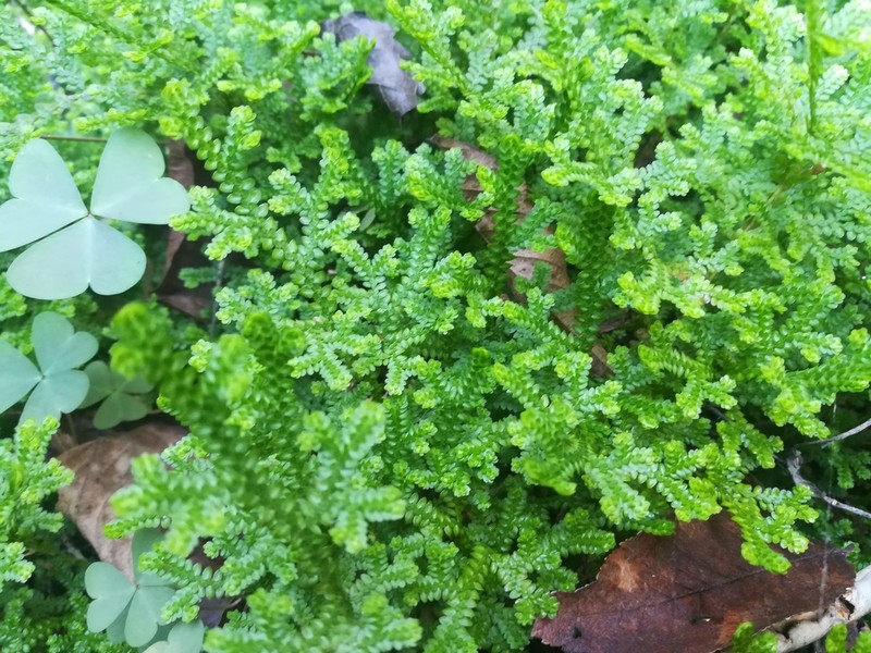 Selaginella delicatissima photo 2