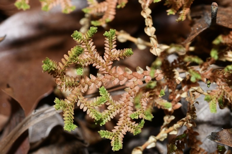Selaginella delicatissima photo 3