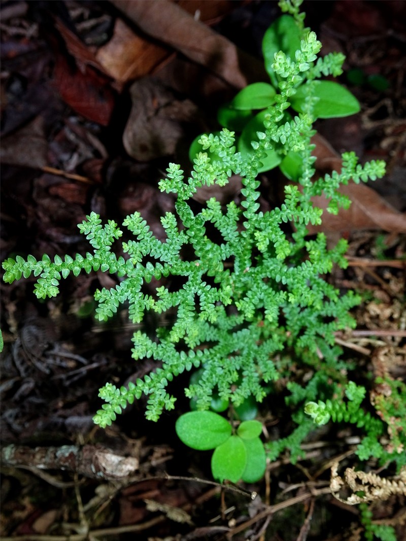 Selaginella delicatissima photo 4