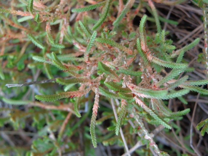 Selaginella delicatissima photo 5