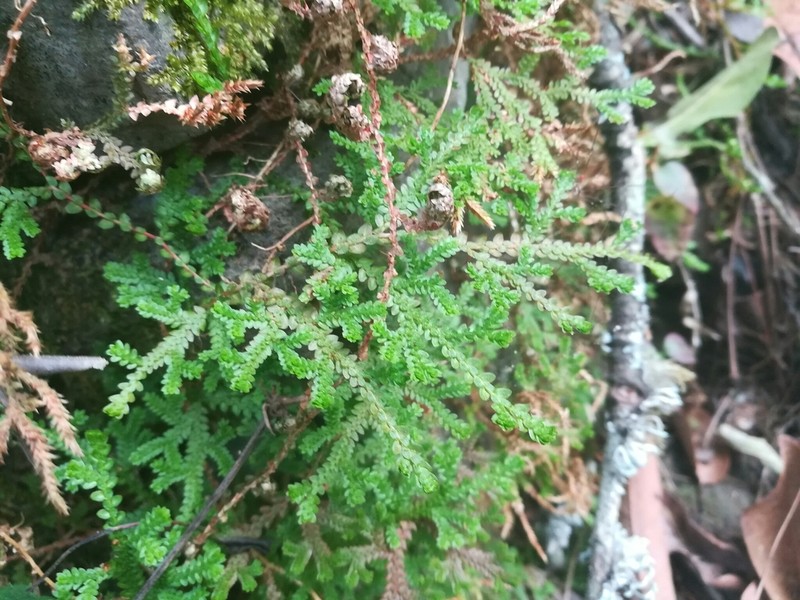 Selaginella delicatissima photo 6