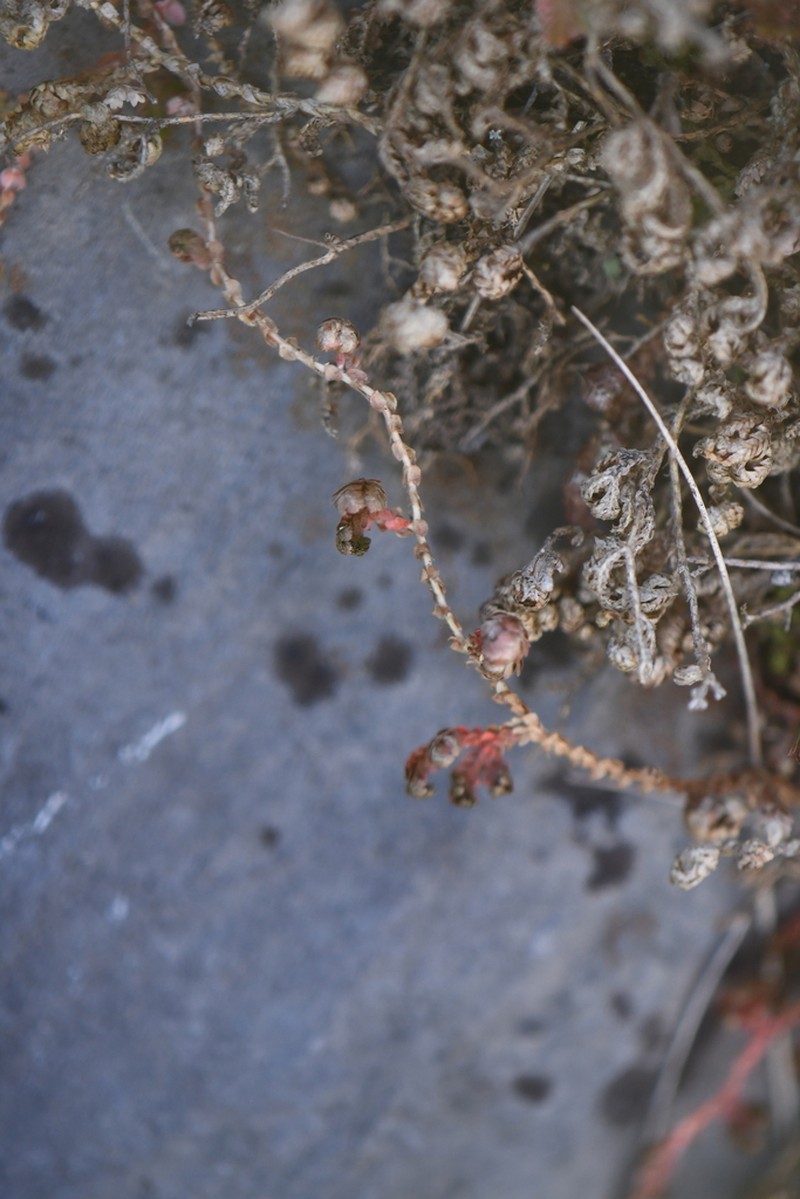 Selaginella delicatissima photo 7