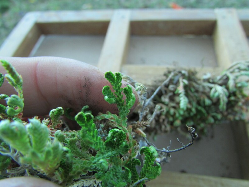 Selaginella delicatissima photo 8