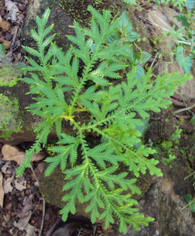 Selaginella delicatula
