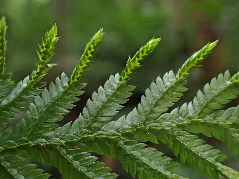Selaginella delicatula photo 2