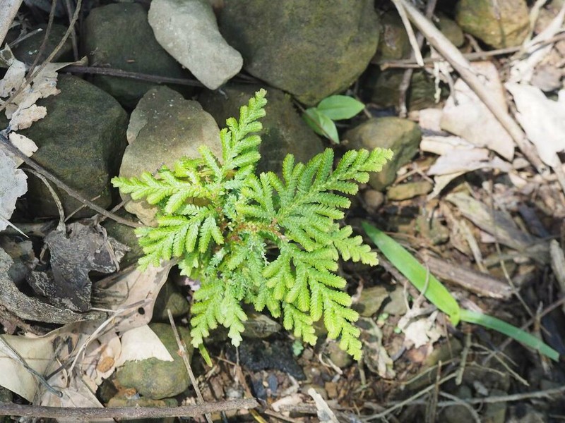 Selaginella delicatula photo 3