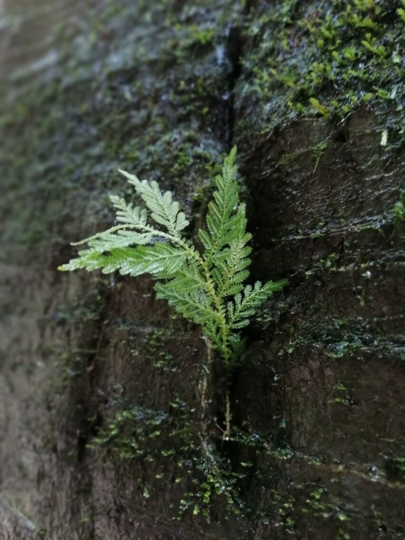 Selaginella delicatula photo 4