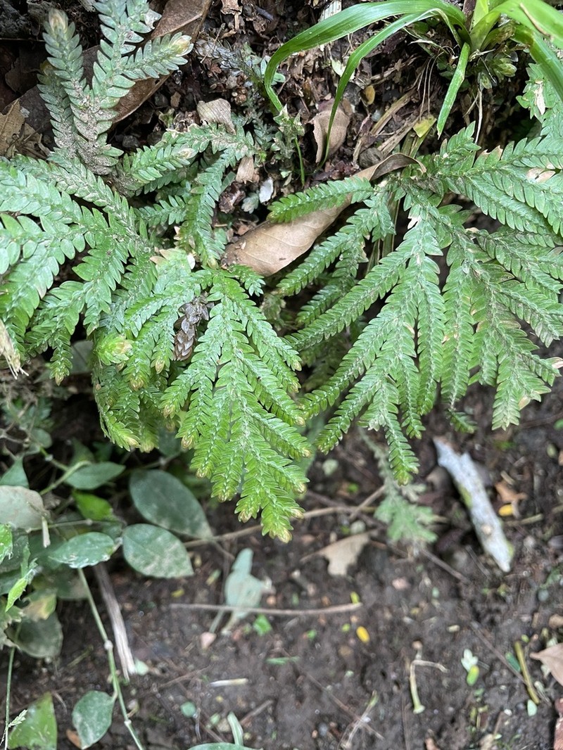 Selaginella delicatula photo 5