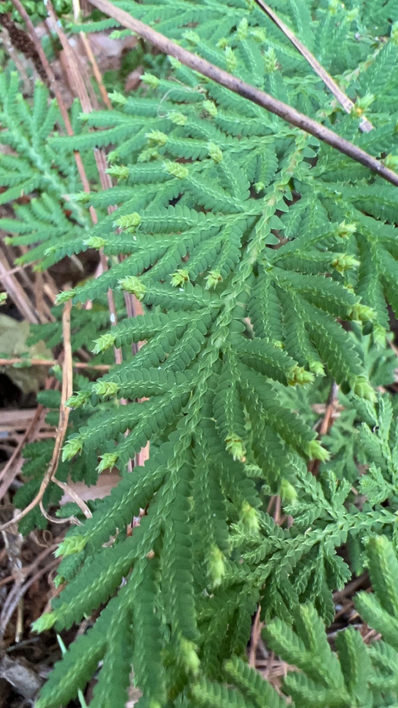 Selaginella delicatula photo 6