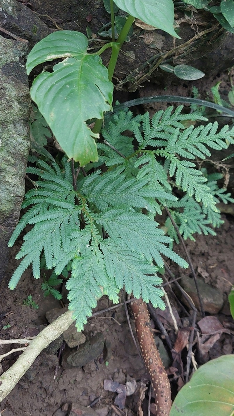 Selaginella delicatula photo 7