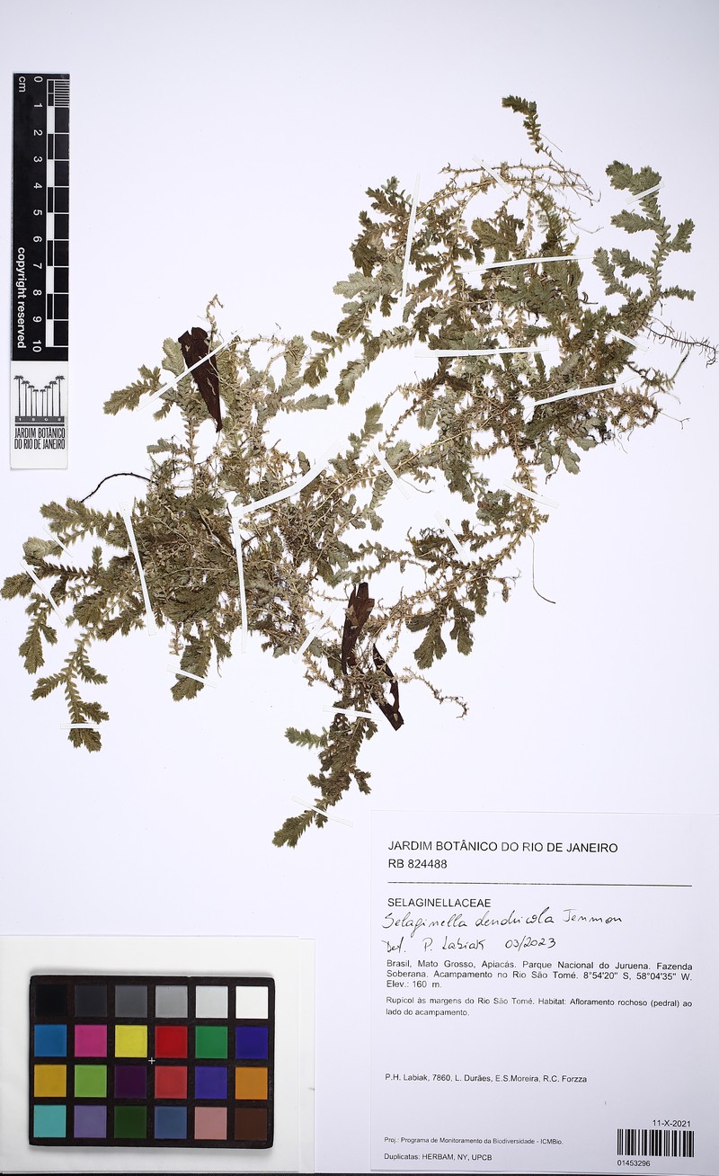 Selaginella dendricola
