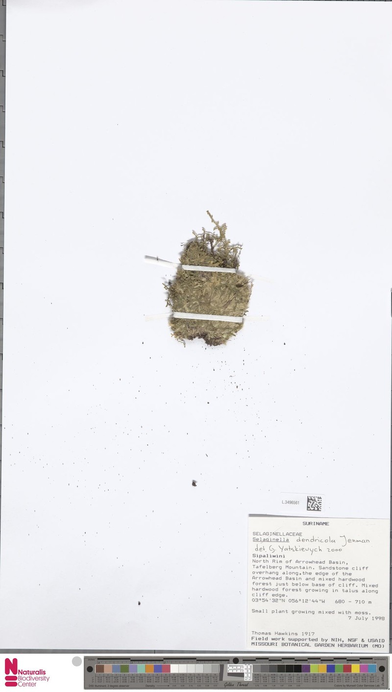 Selaginella dendricola photo 2