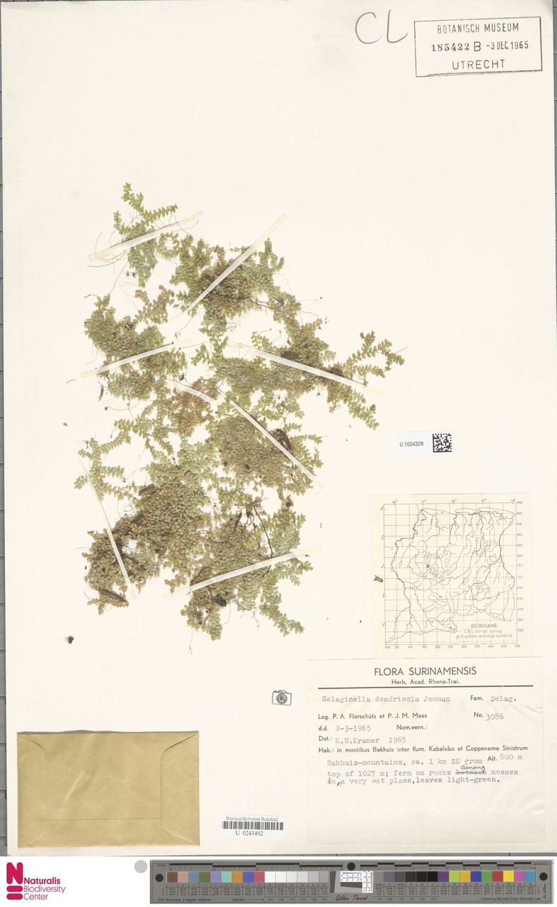 Selaginella dendricola photo 3