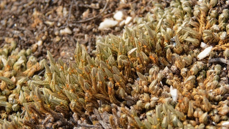 Lesser Spikemoss photo 2