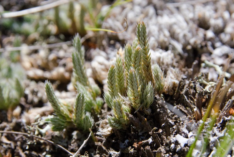 Lesser Spikemoss photo 3