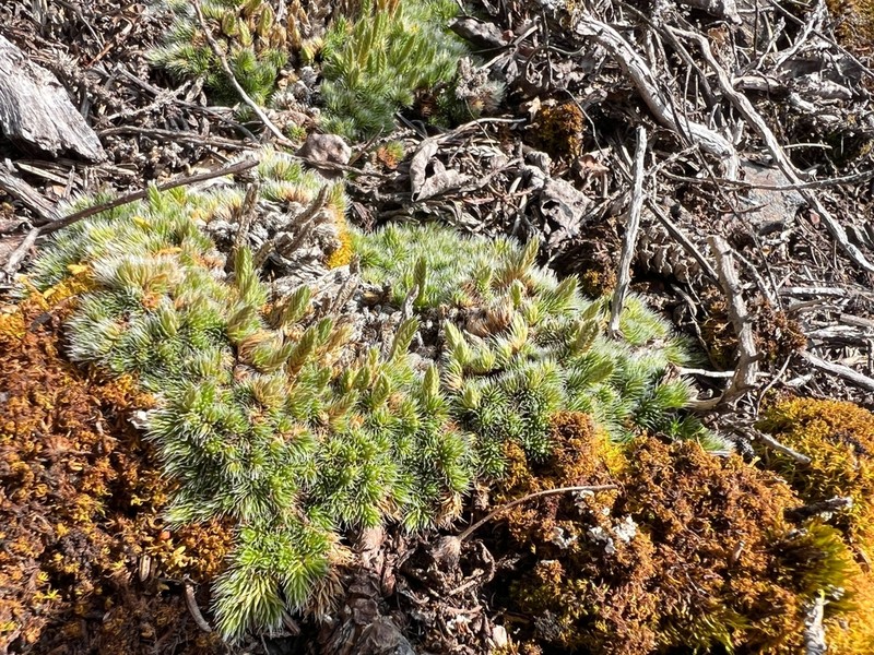 Lesser Spikemoss photo 4