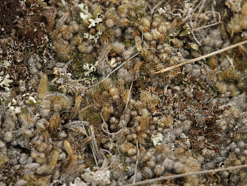 Lesser Spikemoss photo 5