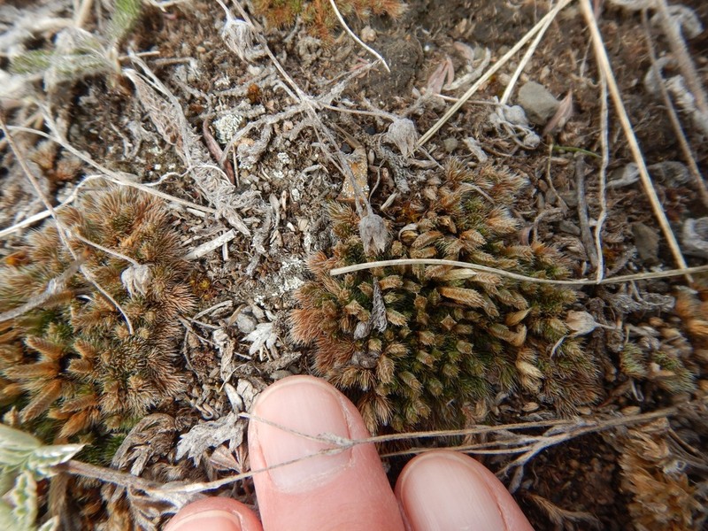 Lesser Spikemoss photo 7