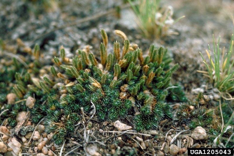 Lesser Spikemoss