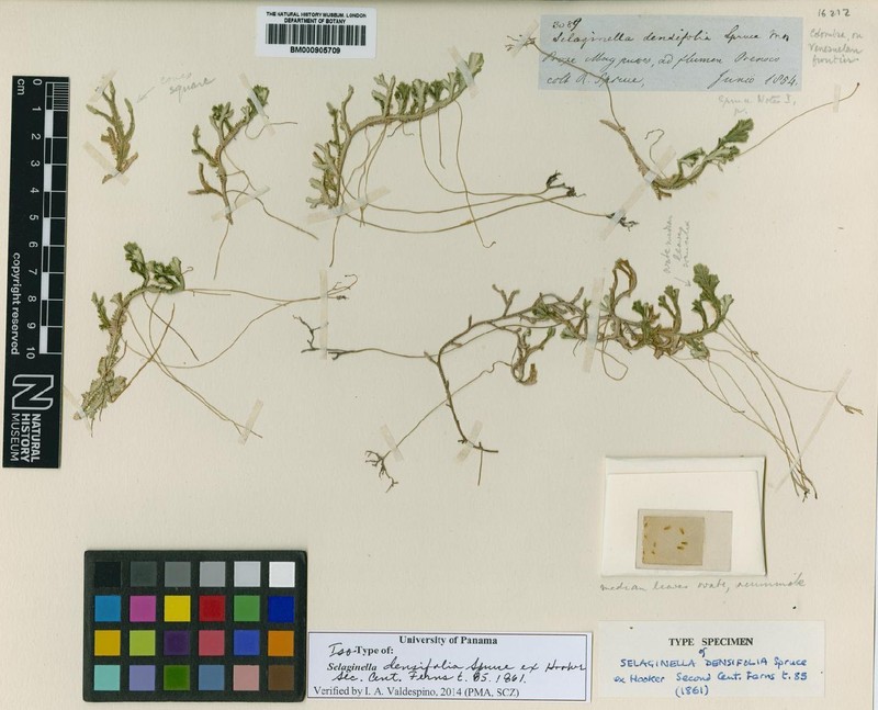 Selaginella densifolia