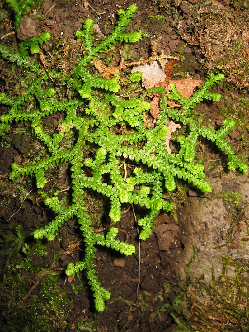 Selaginella denticulata