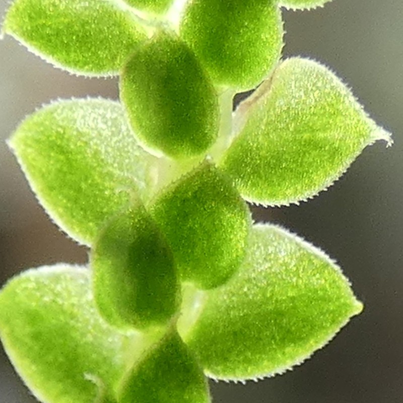 Selaginella denticulata photo 2