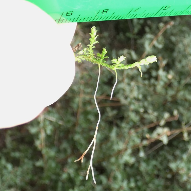 Selaginella denticulata photo 3