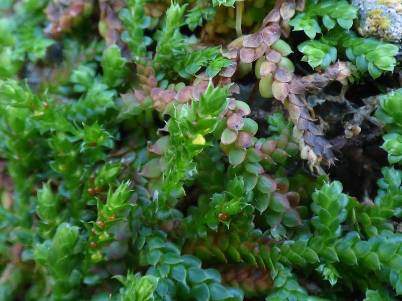 Selaginella denticulata photo 4